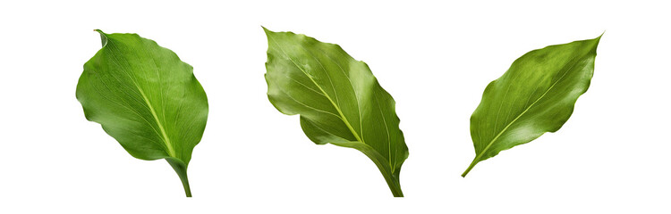 Fototapeta premium Three isolated green leaves with visible veins on a white background.