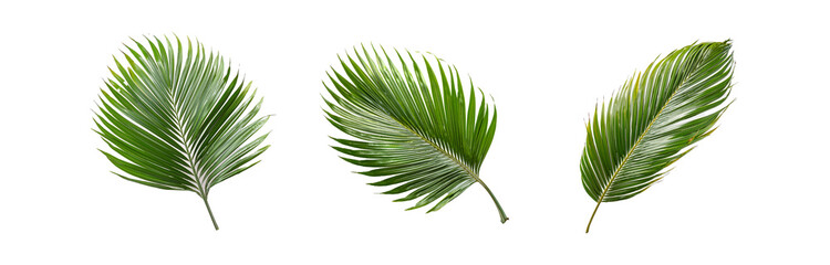 Obraz premium Three isolated palm fronds with vibrant green leaves against a white background.