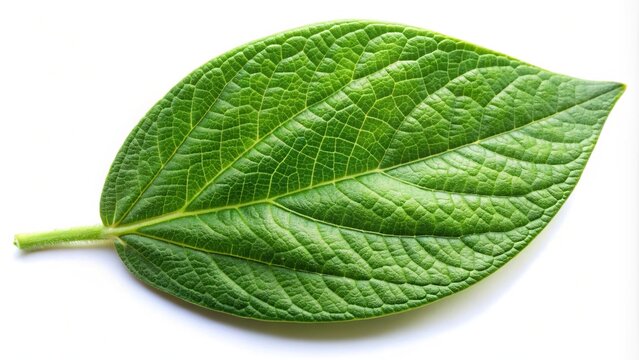 Close-up image of a fisheye soya bean green leaf isolated on white background