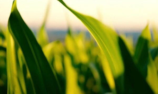 nature green ears corn sway gently wind on beautiful summer day Langhe a aly italian beautiful landscape panorama field freedom concept