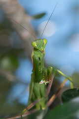 European mantis