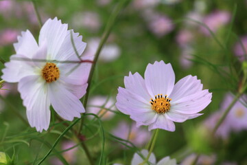 コスモスの花