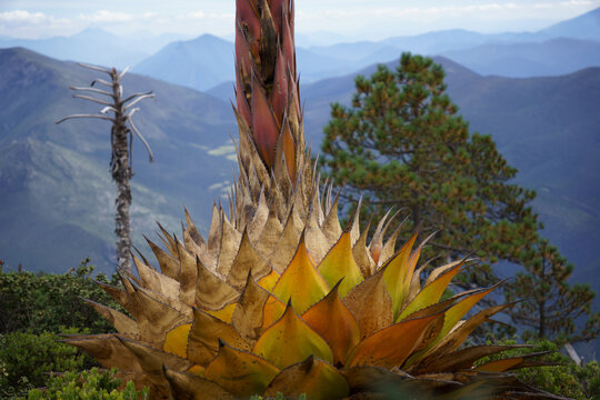 Maguey monta&ntilde;ero