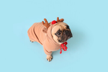Cute pug dog in Christmas costume sitting on blue background