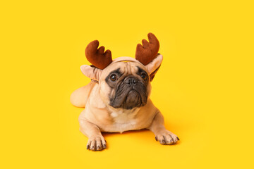 Cute pug dog in Christmas deer horns on yellow background