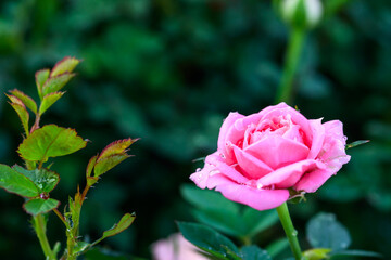 A pink rose with water droplets on its petals blooms in the garden.