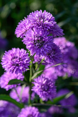 Purple Aster flower that blooms beautifully in a garden.