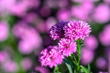 Purple Aster flower that blooms beautifully in a garden.