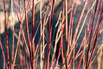 Red twig dogwood branches in winter