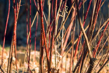 Red twig dogwood branches in winter