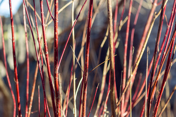 Red twig dogwood branches in winter