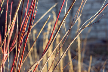 Red twig dogwood branches in winter