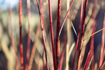 Red twig dogwood branches in winter