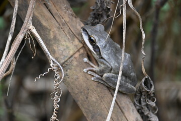 Stony creek frog. Its other names Ranoidea wilcoxii, eastern stony creek frog, tree frog and Wilcox frog. Indian flying frog. 