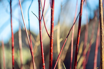 Red twig dogwood branches in winter
