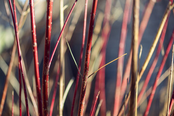 Red twig dogwood branches in winter