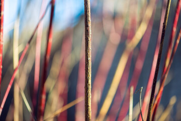 Red twig dogwood branches in winter