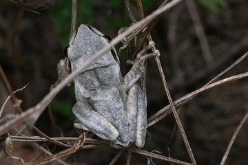 Stony creek frog. Its other names Ranoidea wilcoxii, eastern stony creek frog, tree frog and Wilcox frog. Indian flying frog. 