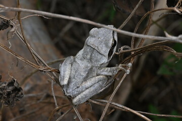 Stony creek frog. Its other names Ranoidea wilcoxii, eastern stony creek frog, tree frog and Wilcox frog. Indian flying frog. 