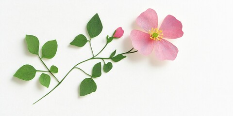 Fototapeta premium Delicate Moss-rose purslane flower in bloom showcases the beauty and fragility of nature against a white background