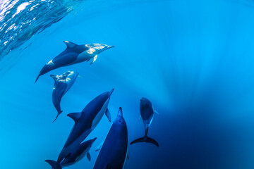 A graceful pod of common dolphins glides through the clear, blue waters off the coast of New South Wales, Australia, showcasing the harmony of ocean life.