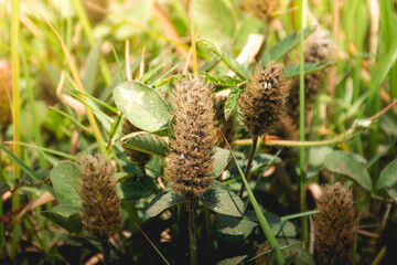 a leaf or plant species called trifolium which comes from the legume family. usually grows wild in gardens or rice fields