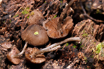 暗い林内の朽木にアオアシアセタケたち（傘・ヒダ・柄・ストロボ＋マクロ撮影）