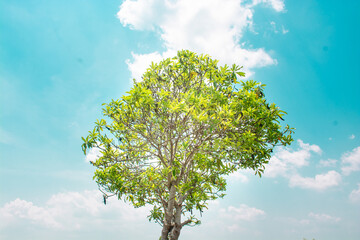 a tree in the middle of a field with a clear sky