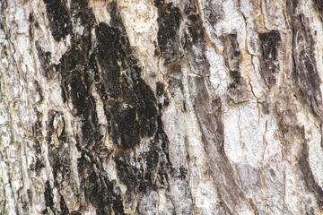 abstract wood texture for background