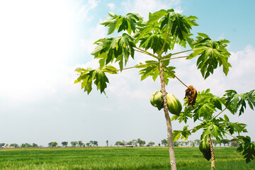 Lush papaya trees in fields with clear skies