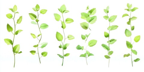 Collection of fresh green mint leaves, twigs, and tips in various positions, isolated on a white background, ideal for cooking, food, garden, cocktail, tea, or essential oil designs