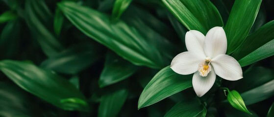 Fototapeta premium A delicate orchid blooming amidst dark green foliage, showcasing the balance of elegance and strength in nature