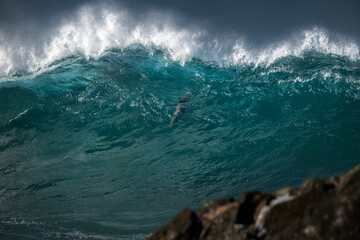 A dolphin glides within a powerful wave near Byron Bay, Australia, showcasing the raw energy of the ocean and the grace of marine life.