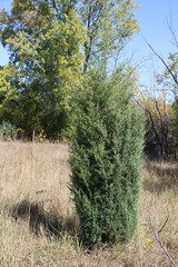 One eastern redcedar tree alone in brown grass in autumn in Morton Grove, Illinois