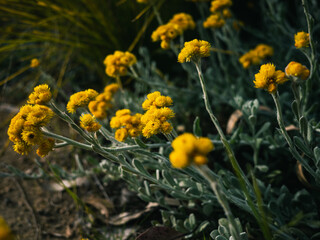 Yellow flowers in the garden