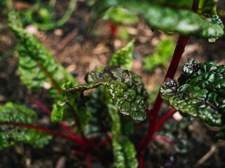 Plants in the garden