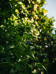 green leaves in the garden