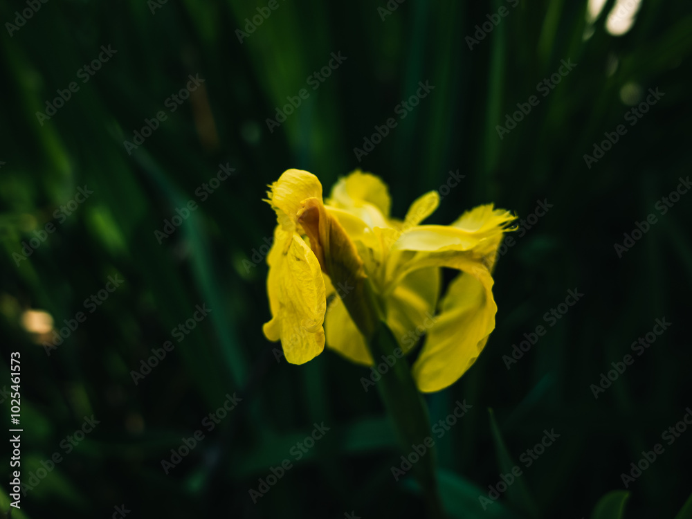 Wall mural yellow flower in the garden