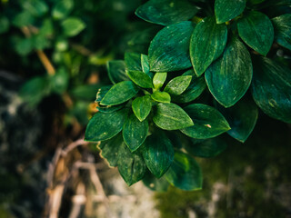 Green leaves