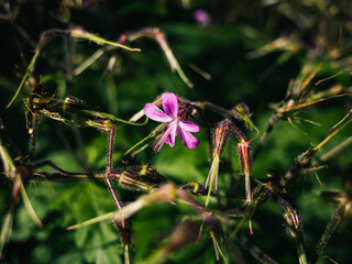 Flower in the garden