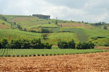 vineyard in region country