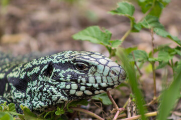 lizard on a rock
