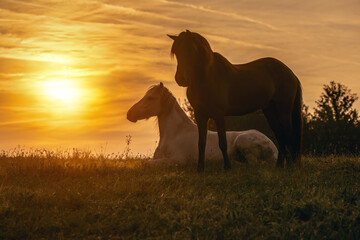 Fototapeta premium Two icelandic horses on a pasture in the early morning, peaceful horse scene during sunrise