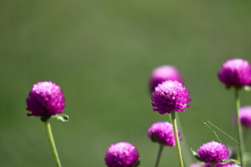 滋賀県長浜市余呉湖の紫色の花