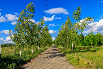 A path is lined with trees and a wire is overhead, birch alley