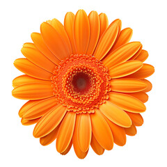 Bright Orange Gerbera Daisy Flower With Visible Petals On A Transparent Background