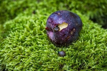 Closeup of fallen red apple with a small snail feeding on it, small chunk eaten out, sitting on a lush green patch of moss

