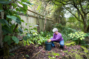 Middle aged woman with gray hair working outside on fall garden maintenance picking up fallen red...