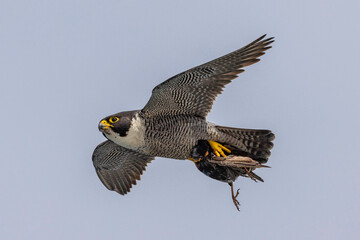 Peregrine Falcon in flight with bird prey in talons