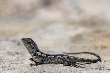 Jacky Lizard basking on sandstone rock